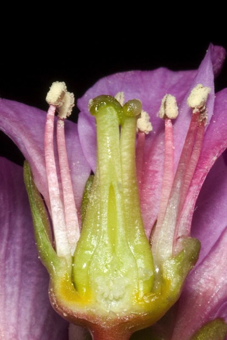 Superior ovary (hypogynous flower) [Bergenia sp.; Saxifragaceae] Note that this species also has a short hypanthium.